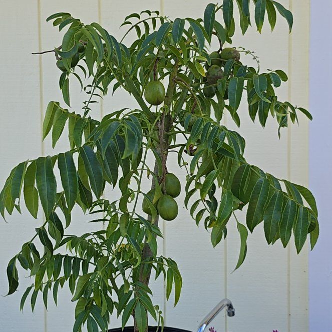 Photo of the plant species Spondias venulosa by @SoulfullyTipa54 named Tahitian dwarf wi tree garden exchange $39 on Greg, the plant care app