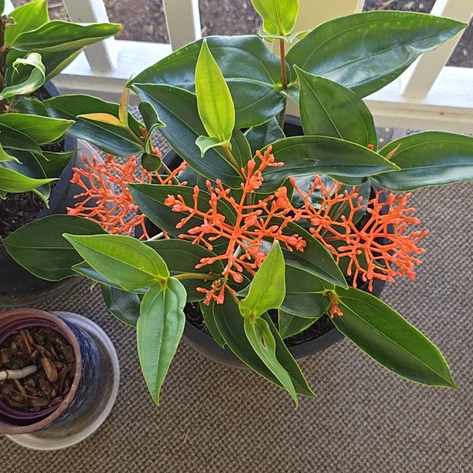 Photo of the plant species Coral Medinilla by @SoulfullyTipa54 named Medinilla scortechinii home depot $9.98 8/25 on Greg, the plant care app