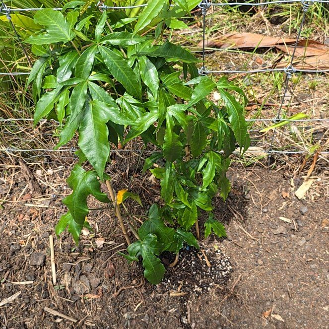 Photo of the plant species Prince Kuhio Vine by @SoulfullyTipa54 named Shakira on Greg, the plant care app