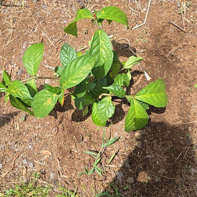 Photo of the plant species Caribbean Shrimp Plant by @SoulfullyTipa54 named Gobi on Greg, the plant care app