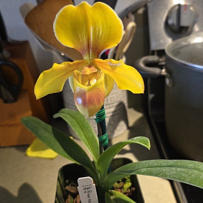 Photo of the plant species Paphiopedilum 'Honey' by @SoulfullyTipa54 named Maya on Greg, the plant care app