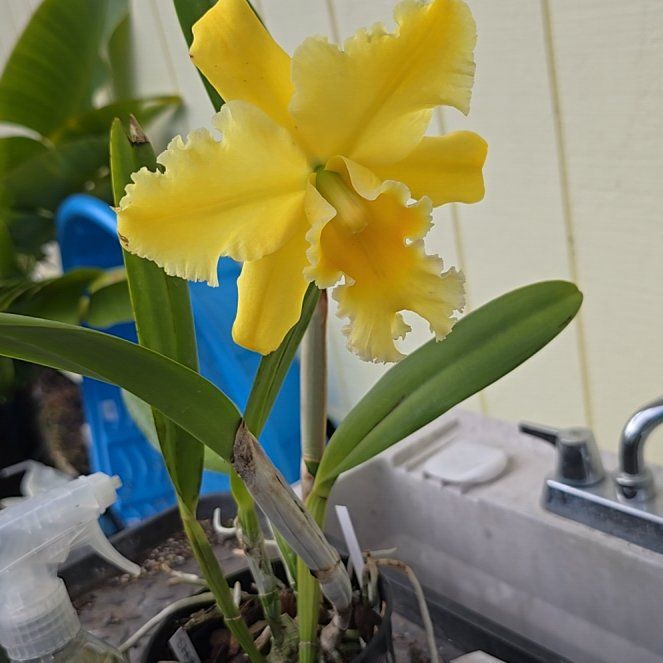 Photo of the plant species Cattleya by @SoulfullyTipa54 named Treeyoncé on Greg, the plant care app