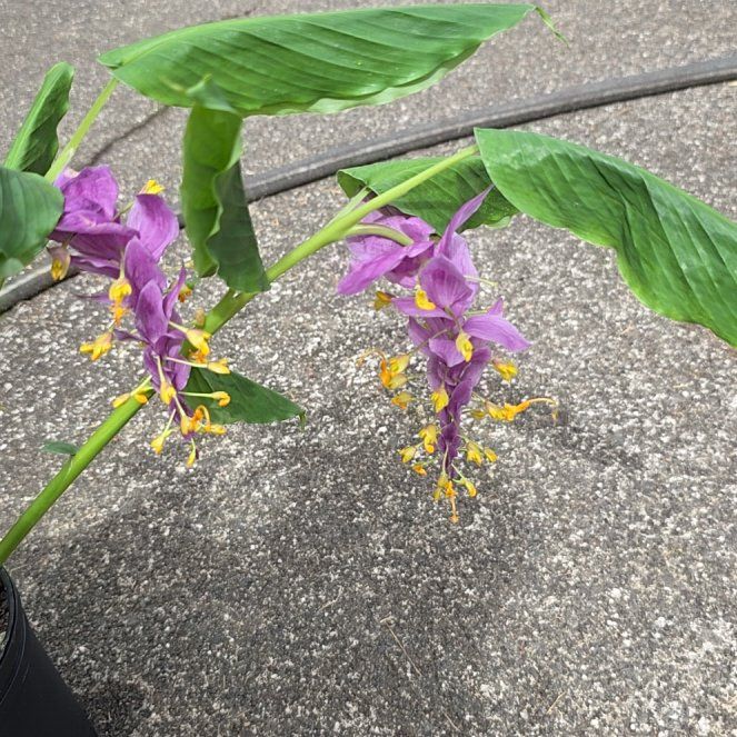Photo of the plant species Globba 'Purple Compact' by @SoulfullyTipa54 named Mollie on Greg, the plant care app
