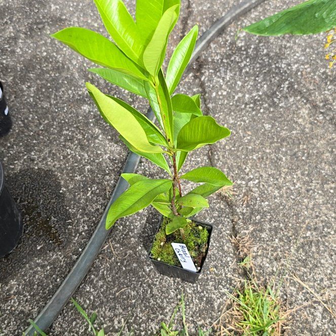 Photo of the plant species grumichama by @SoulfullyTipa54 named Beyonce on Greg, the plant care app