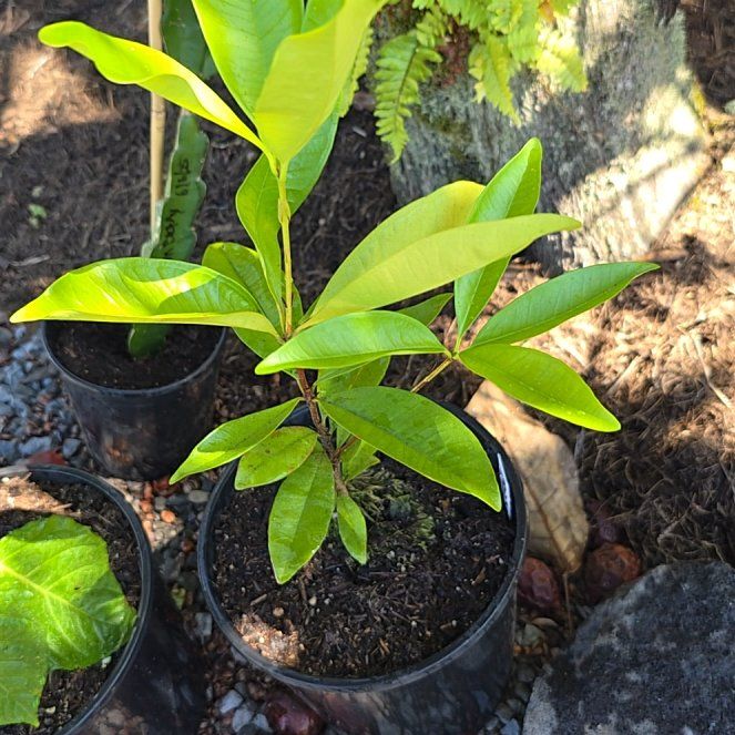 Photo of the plant species grumichama by @SoulfullyTipa54 named Nithin on Greg, the plant care app
