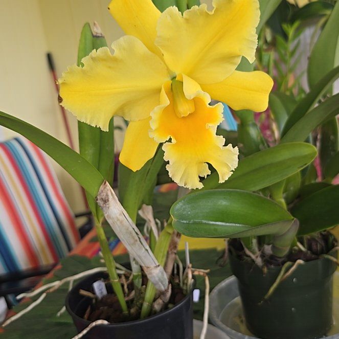 Photo of the plant species Yellow Cattleya Orchid by @SoulfullyTipa54 named Home depot? 9/25 $16.95 on Greg, the plant care app
