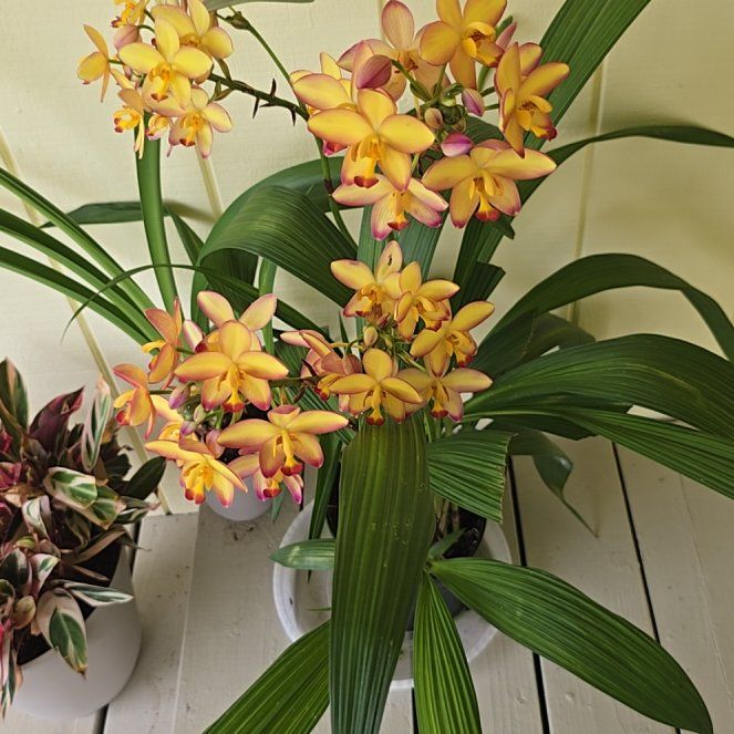 Photo of the plant species Yellow Ground Orchid by @SoulfullyTipa54 named Garden exchange $? on Greg, the plant care app
