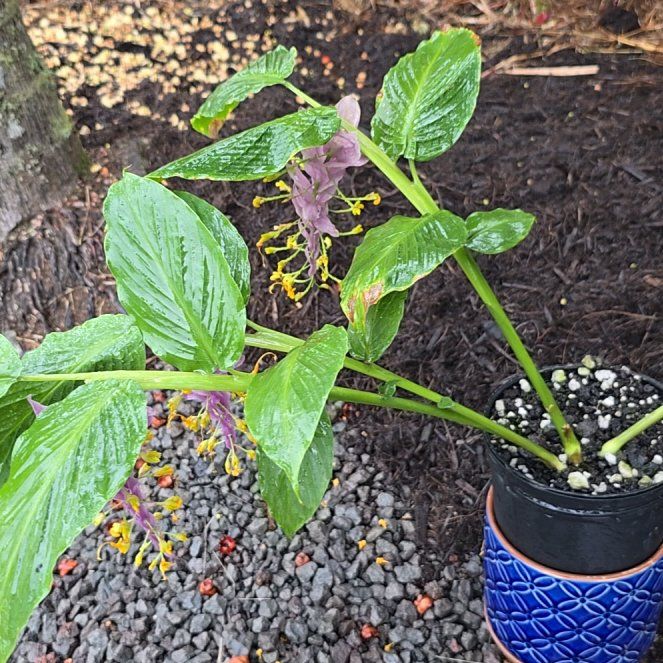 Photo of the plant species Globba 'Purple Compact' by @SoulfullyTipa54 named Globba nurserymans sale $14? 9/25 on Greg, the plant care app
