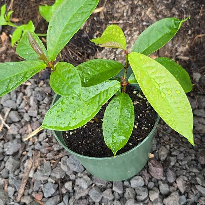 Photo of the plant species Hawaiian Mountain Apple by @SoulfullyTipa54 named hpp swapmeet $3 on Greg, the plant care app