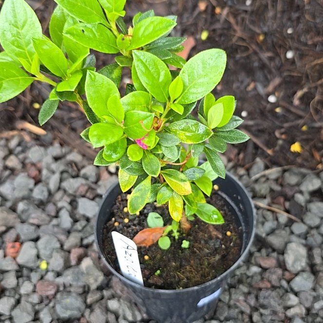 Photo of the plant species Azalea by @SoulfullyTipa54 named Nurserymans sale 9/14/25 $6 on Greg, the plant care app