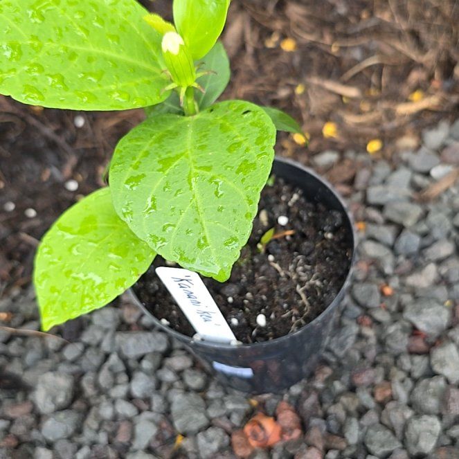 Photo of the plant species Chinese Hibiscus 'Hawaiian Sunset' by @SoulfullyTipa54 named Nurserymans sale $6 Kanani kea on Greg, the plant care app