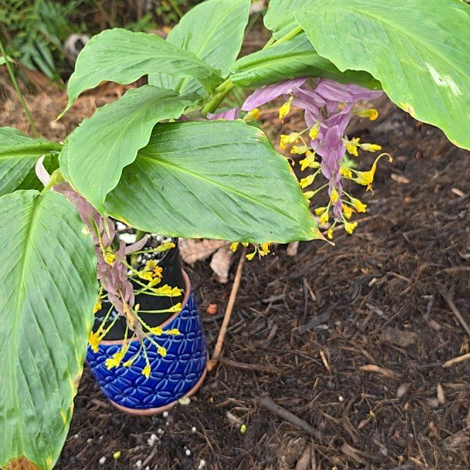 Photo of the plant species Globba 'Purple Compact' by @SoulfullyTipa54 named Nurserymens sale $15 on Greg, the plant care app
