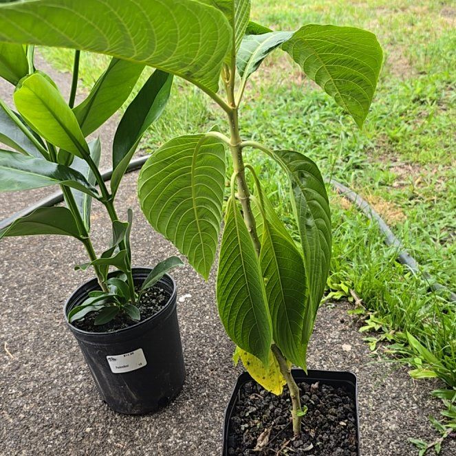 Photo of the plant species Brazilian Red-Cloak by @SoulfullyTipa54 named Hpp swapmeet $8 on Greg, the plant care app
