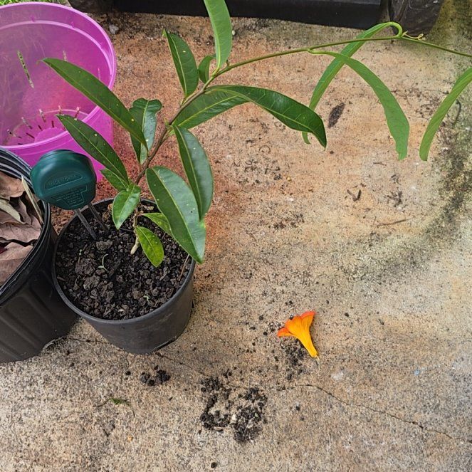 Photo of the plant species Hibiscus 'Lilikoi Yellow' by @SoulfullyTipa54 named Linda in Kurtistown $20 9/15/25 on Greg, the plant care app