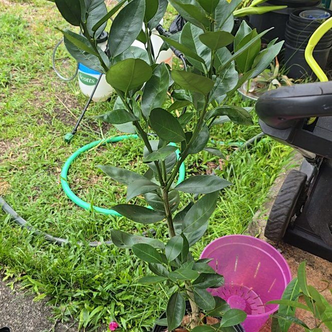 Photo of the plant species Washington Navel Orange by @SoulfullyTipa54 named Linda 9/15/25 $20 Kurtistown on Greg, the plant care app