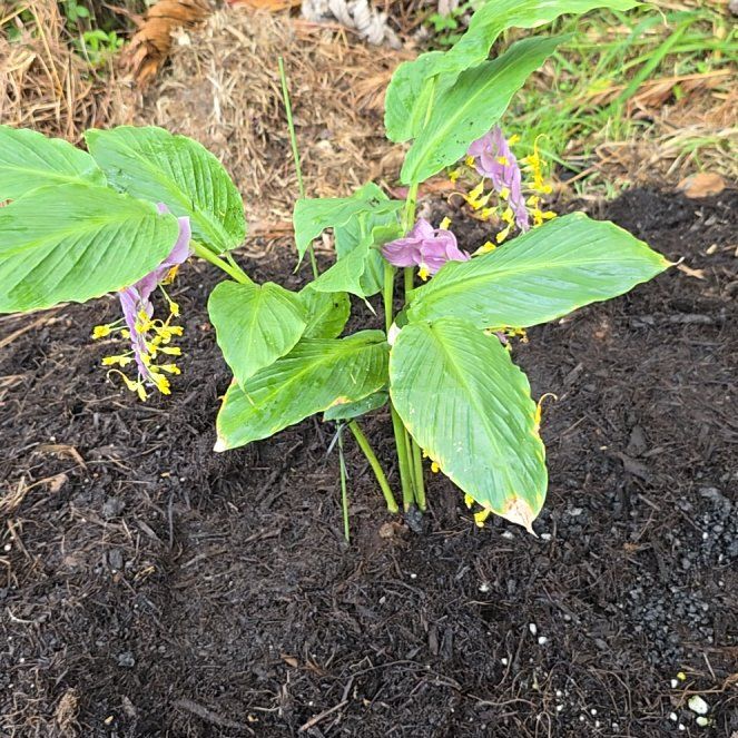 Photo of the plant species Globba 'Purple Compact' by @SoulfullyTipa54 named Hilo nurserymans sale $15 on Greg, the plant care app