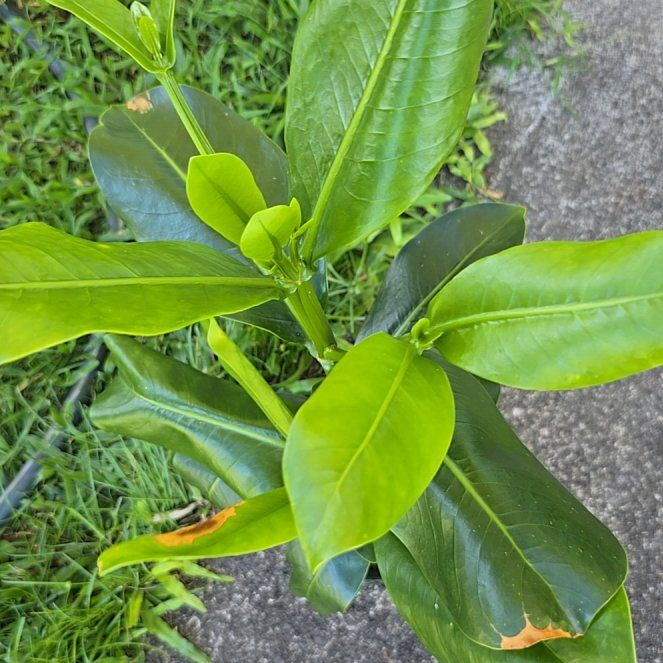 Photo of the plant species Puakenikeni by @SoulfullyTipa54 named Garden exchange 9/15/25 $13.99 on Greg, the plant care app