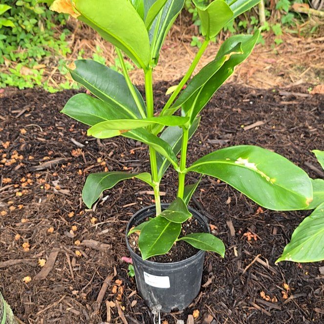 Photo of the plant species Puakenikeni by @SoulfullyTipa54 named Garden exchange $13.99 on Greg, the plant care app