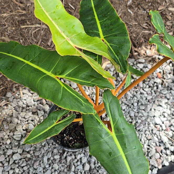Photo of the plant species Billietiae by @SoulfullyTipa54 named Philedendron garden exchange $8.99 10/2/25 on Greg, the plant care app