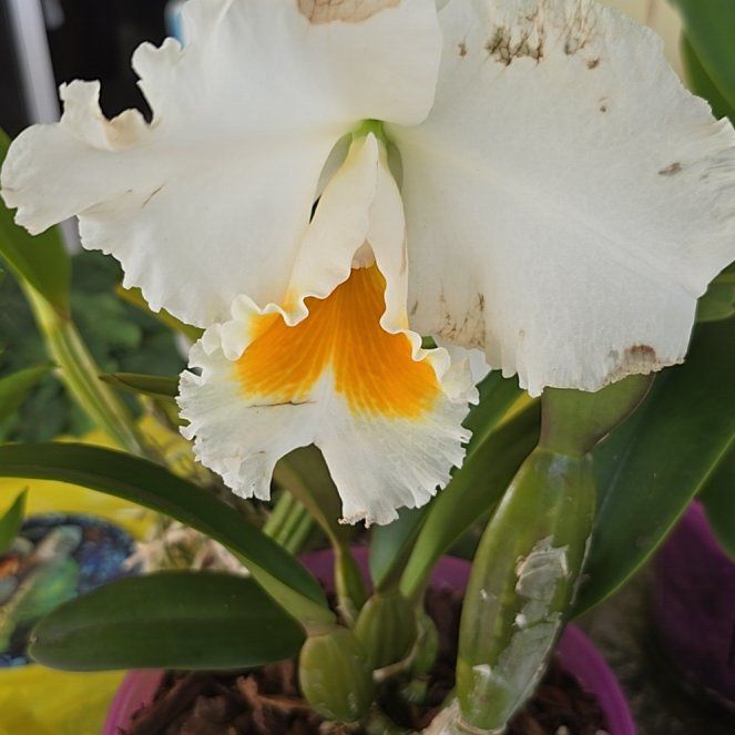 Photo of the plant species Cattleya 'York' by @SoulfullyTipa54 named Garden exchange $25 10/2/25 on Greg, the plant care app