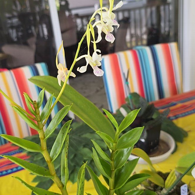 Photo of the plant species Dendrobium capra by @SoulfullyTipa54 named Antelope dendrobium $8 makuu mkt. on Greg, the plant care app