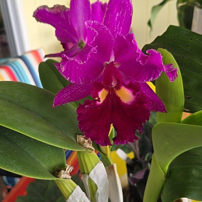 Photo of the plant species Cattleya 'Alba' by @SoulfullyTipa54 named Dolores on Greg, the plant care app