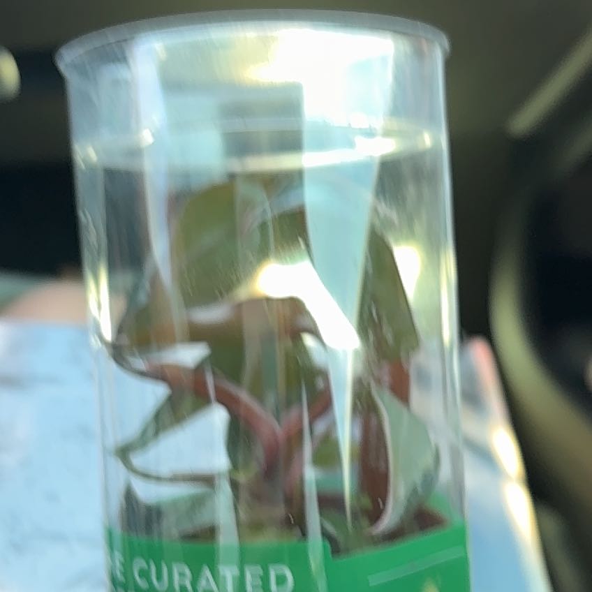 Photo of the plant species Philodendron Pink Congo by @SuccvlentLov3r named Angel on Greg, the plant care app