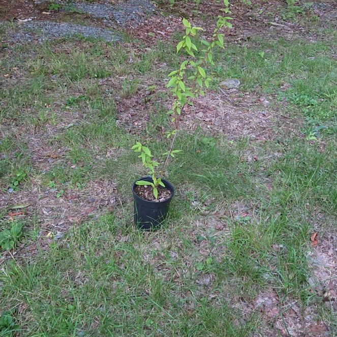 Photo of the plant species Prunus Persica by @GenialJicaro11 named Bella on Greg, the plant care app