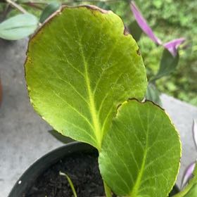 Photo of the plant species Heart-Leaved Bergenia by @ValidJade54 named Huckleberry Fern on Greg, the plant care app