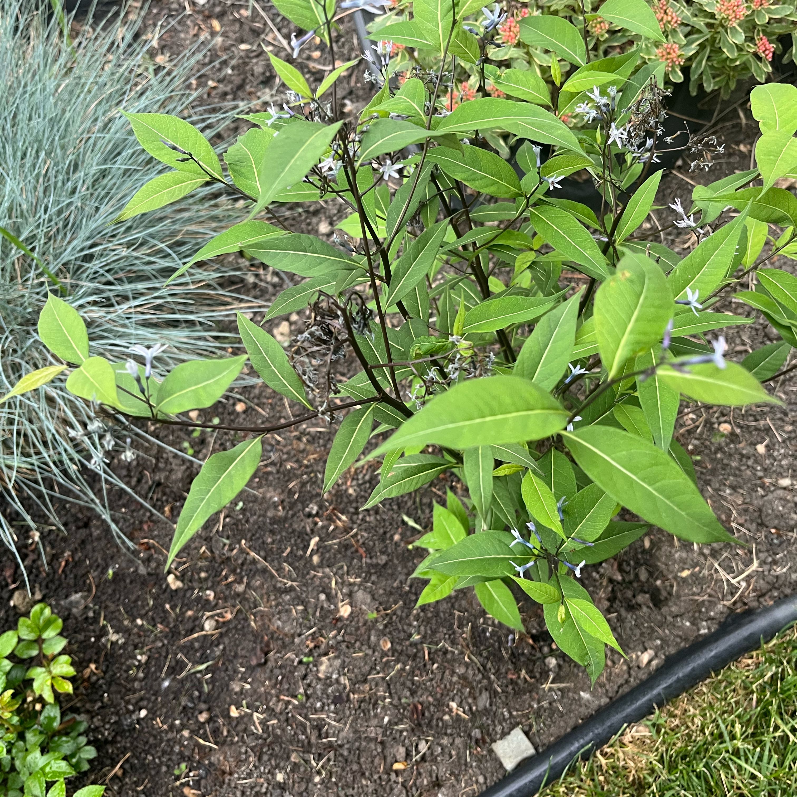 Photo of the plant species Amsonia tabernaemontana 'Storm Cloud' by @RadBasil50 named Storm Cloudy you on Greg, the plant care app