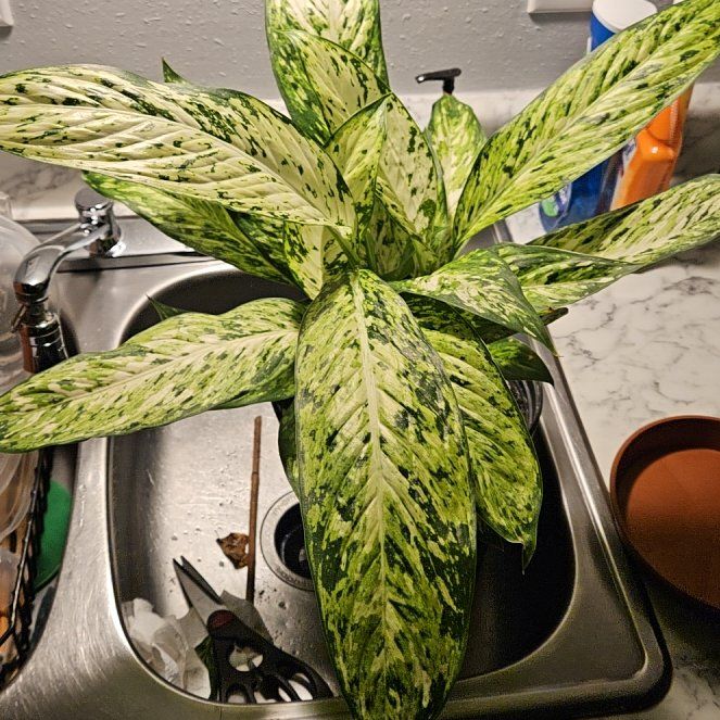 Photo of the plant species Diffenbachia Star Bright by @ProCentro63 named Rihanna on Greg, the plant care app