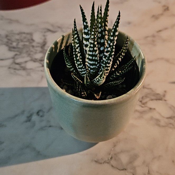 Photo of the plant species Zebra Haworthia by @ProCentro63 named Sigmund on Greg, the plant care app