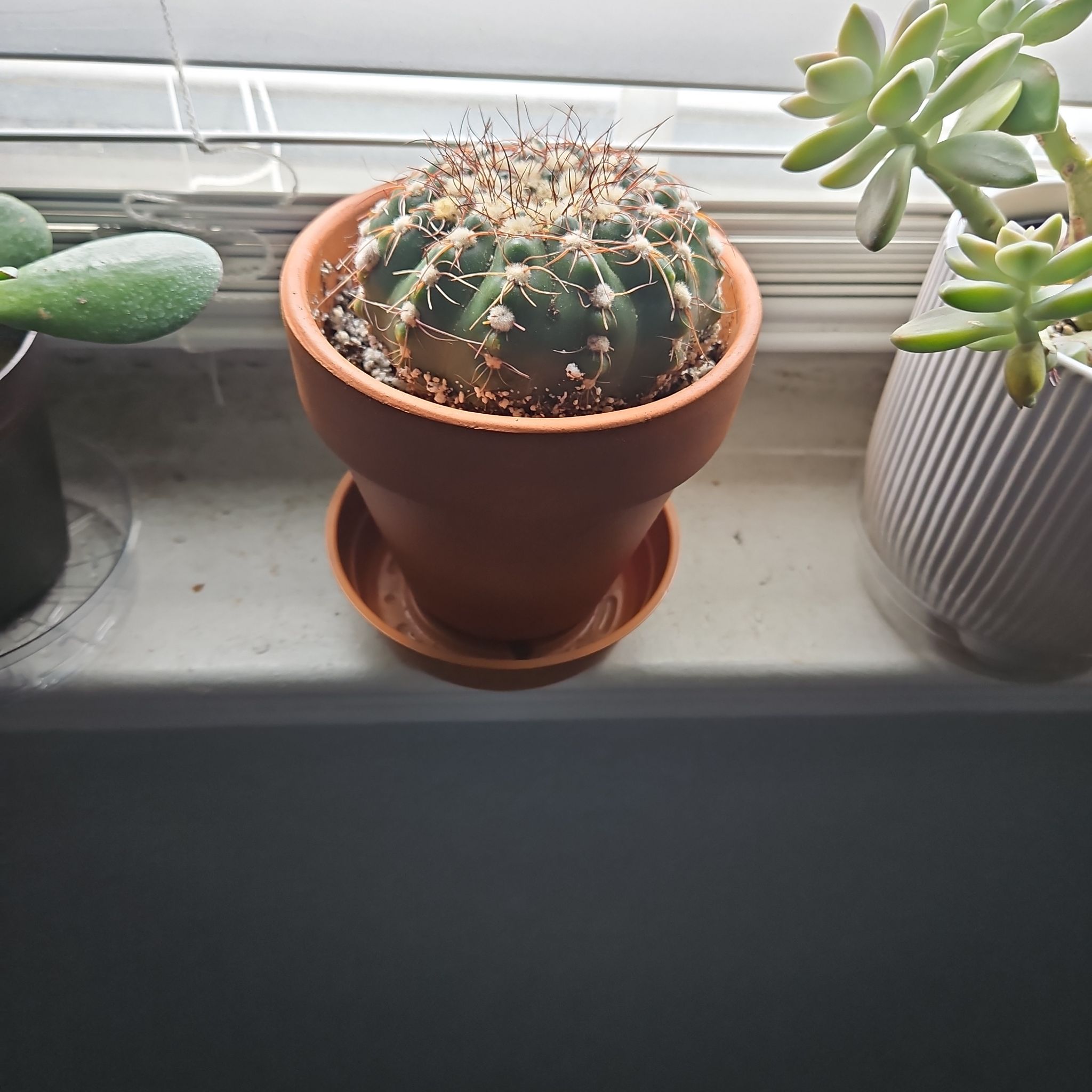 Photo of the plant species Easter Lily Cactus by @ProCentro63 named Forrest on Greg, the plant care app