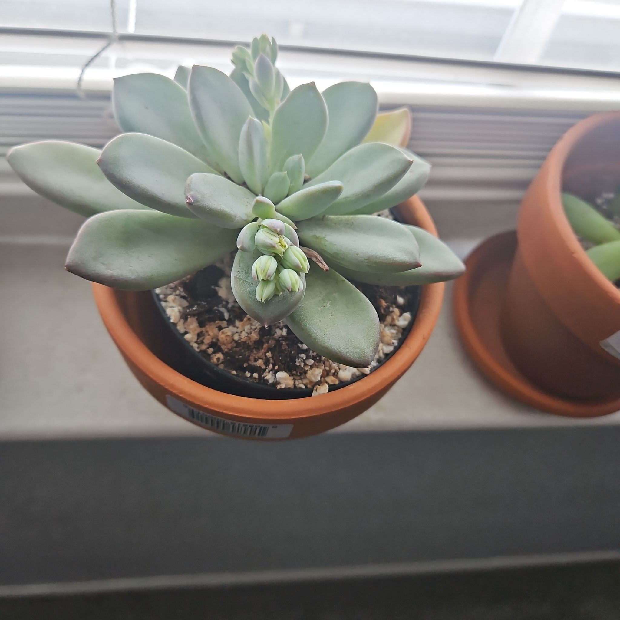 Photo of the plant species Pachyveria 'Blue Quartz' by @ProCentro63 named Foxxy on Greg, the plant care app