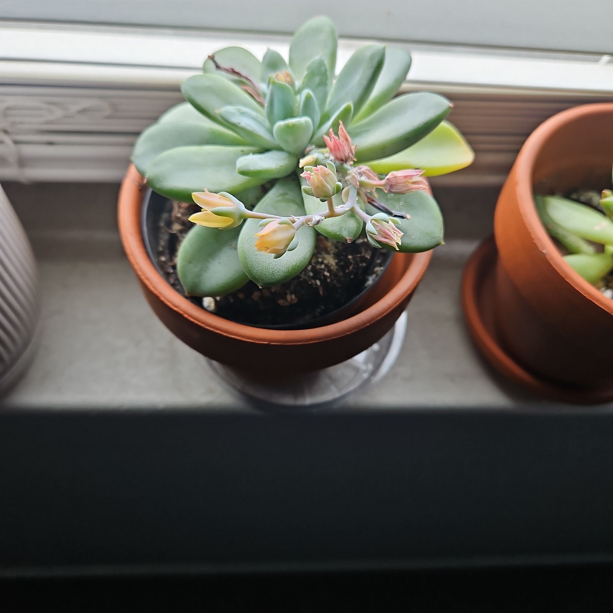 Photo of the plant species Pachyveria 'Blue Quartz' by @ProCentro63 named Foxxy on Greg, the plant care app