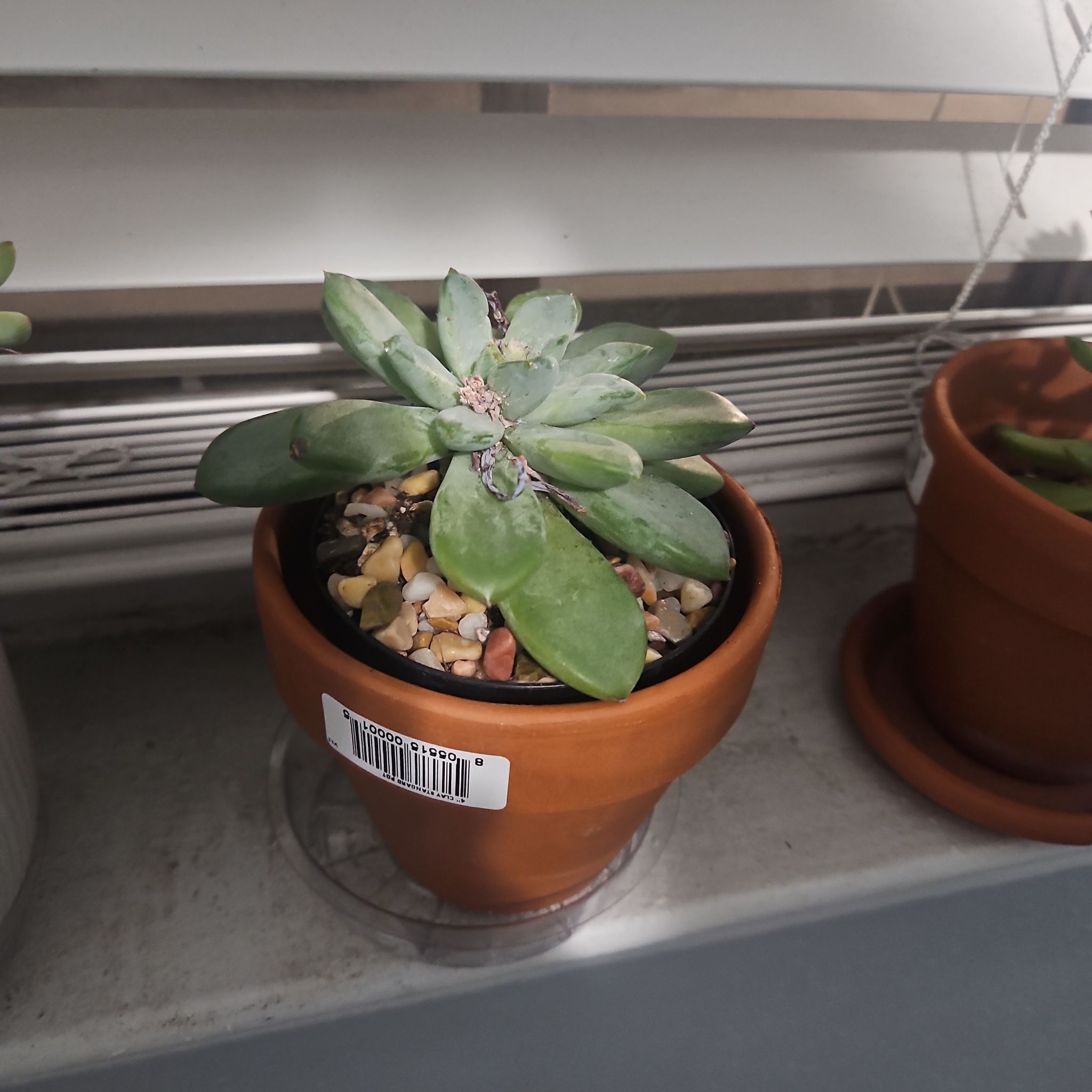 Photo of the plant species Pachyveria 'Blue Quartz' by @ProCentro63 named Foxxy on Greg, the plant care app