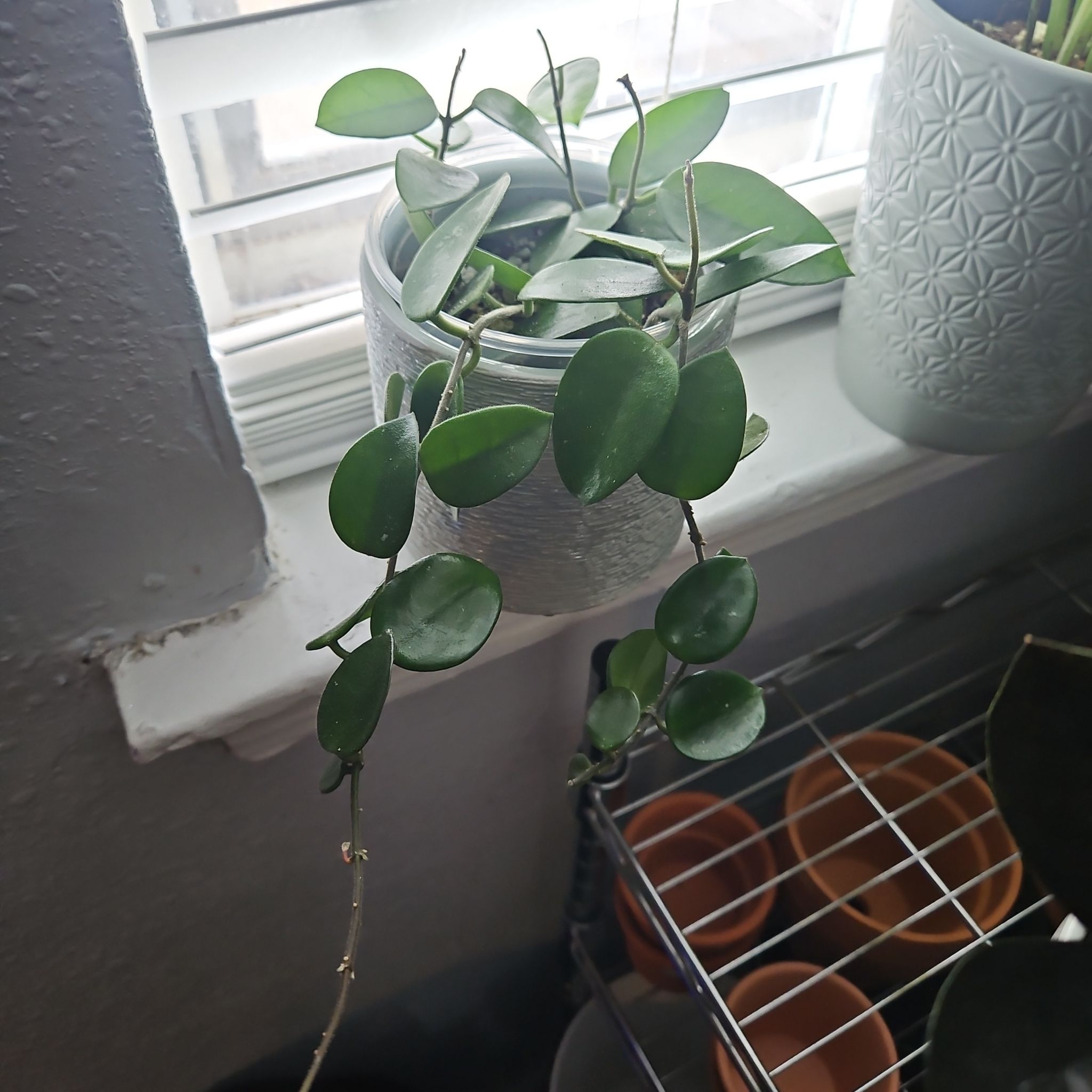 Photo of the plant species Hoya nummularioides by @ProCentro63 named Lavender on Greg, the plant care app