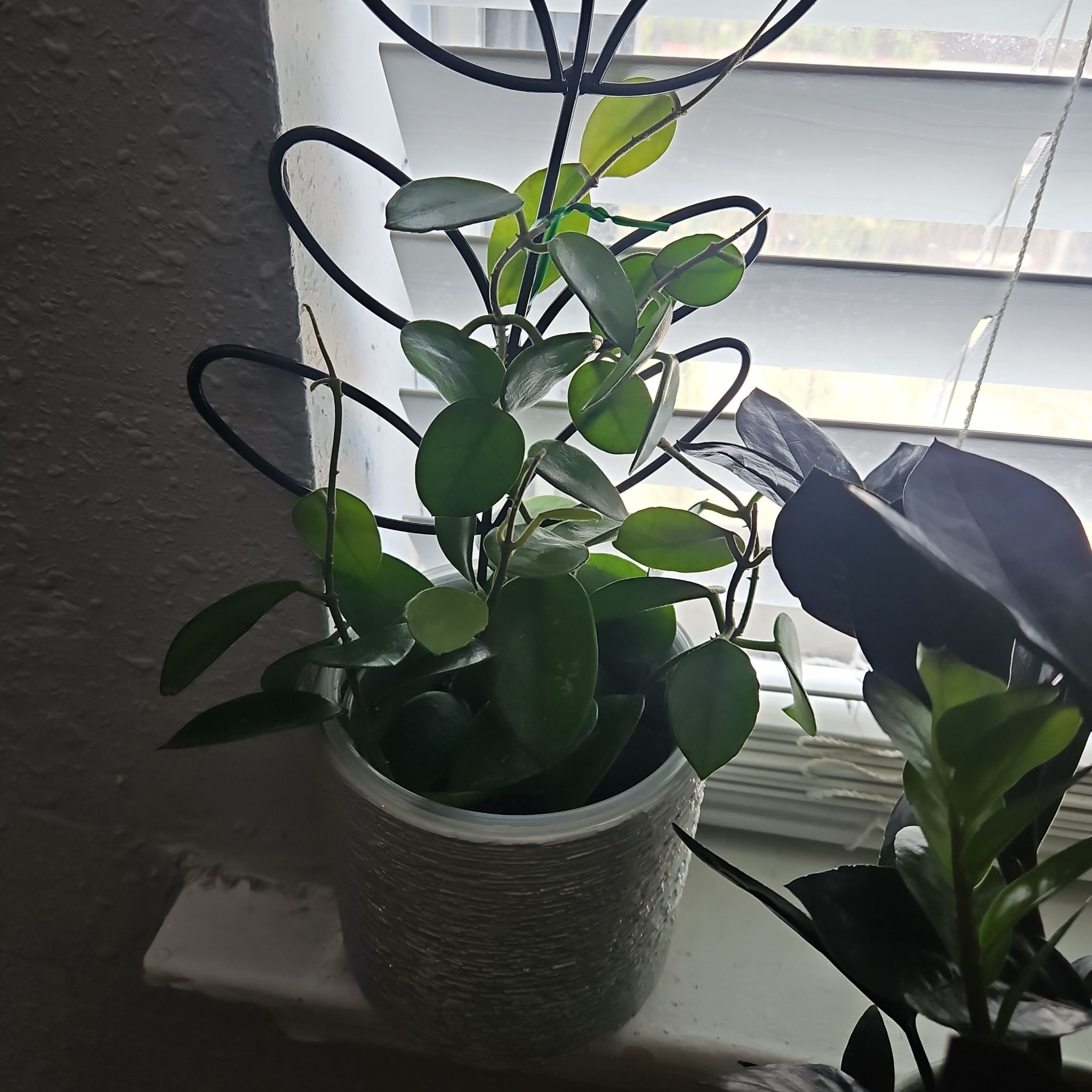 Photo of the plant species Hoya nummularioides by @ProCentro63 named Lavender on Greg, the plant care app