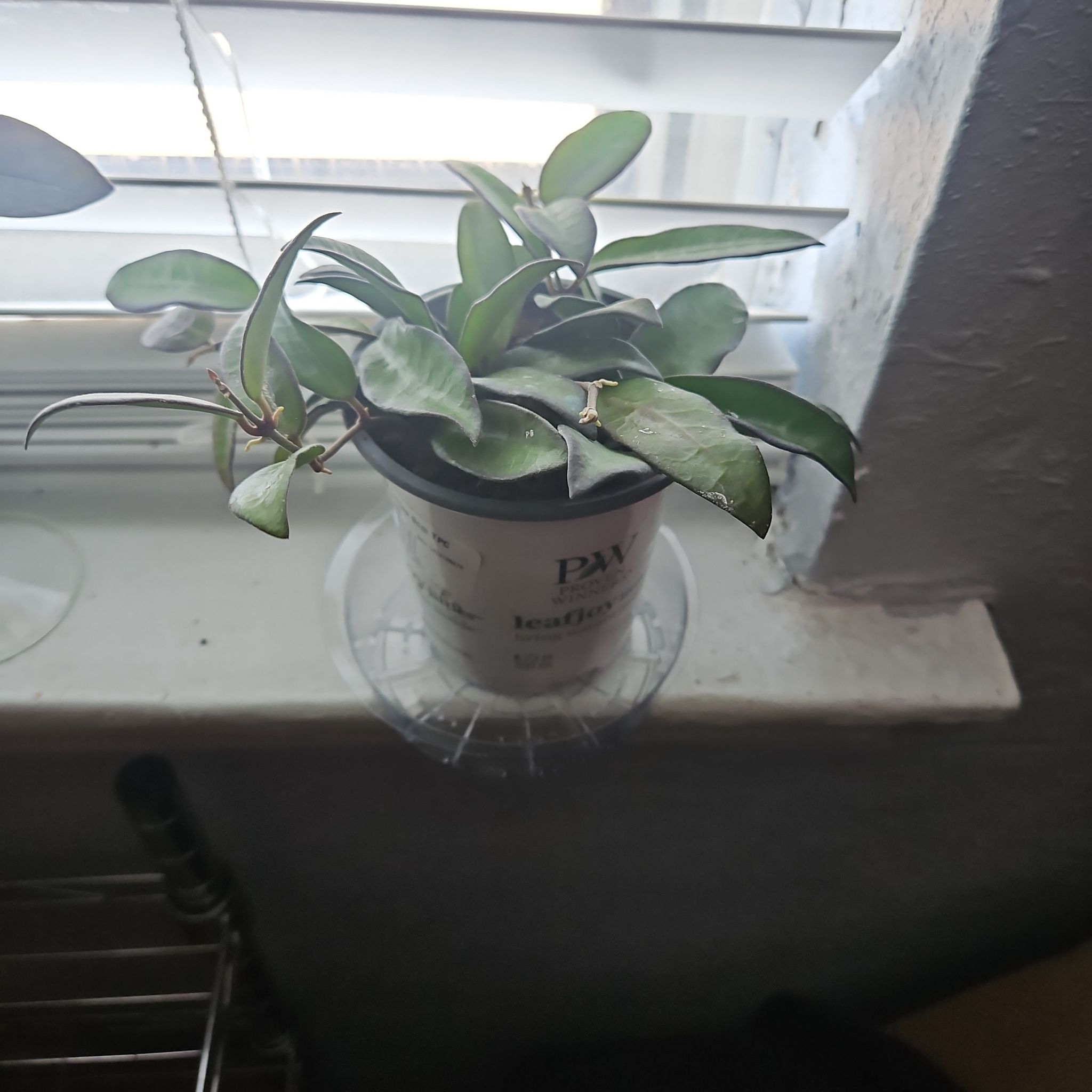 Photo of the plant species Wax Plant by @ProCentro63 named Sage on Greg, the plant care app