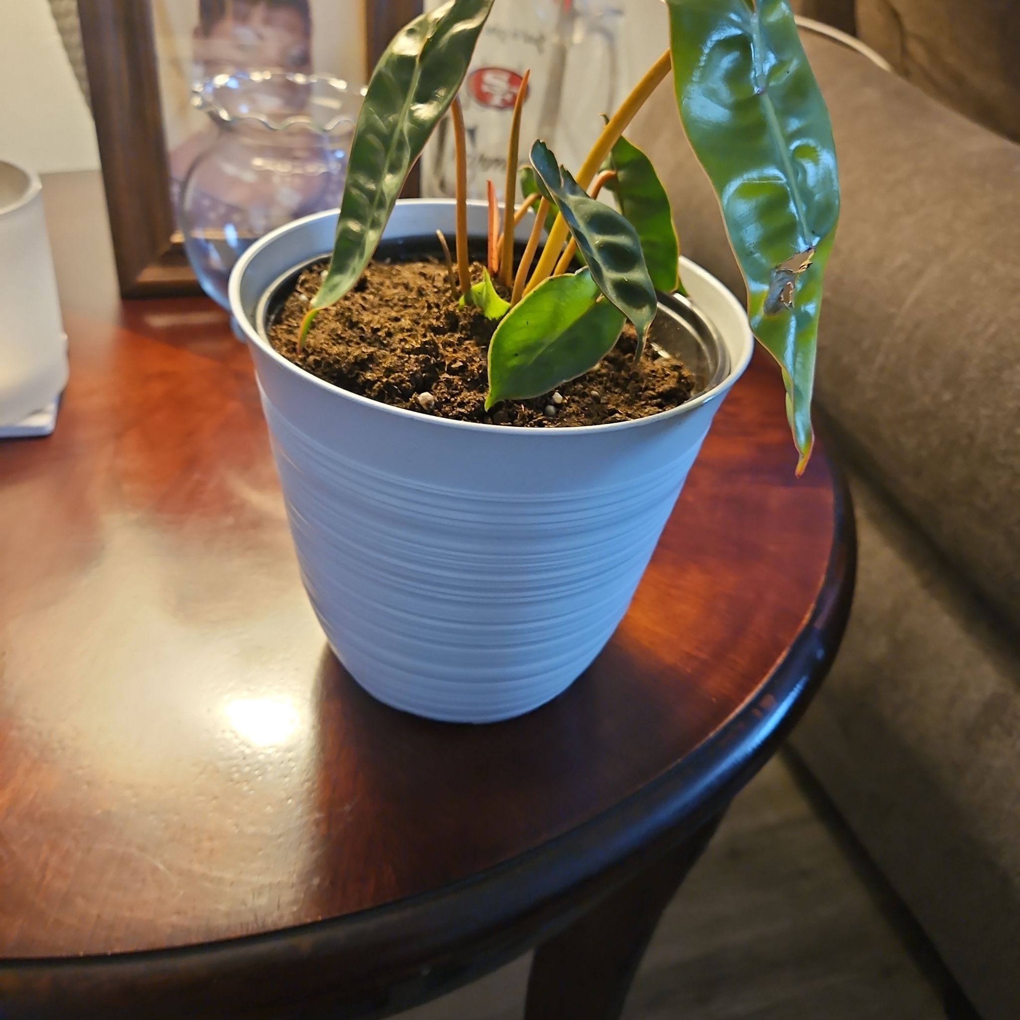 Photo of the plant species Philodendron billietiae by @ProCentro63 named Luna on Greg, the plant care app