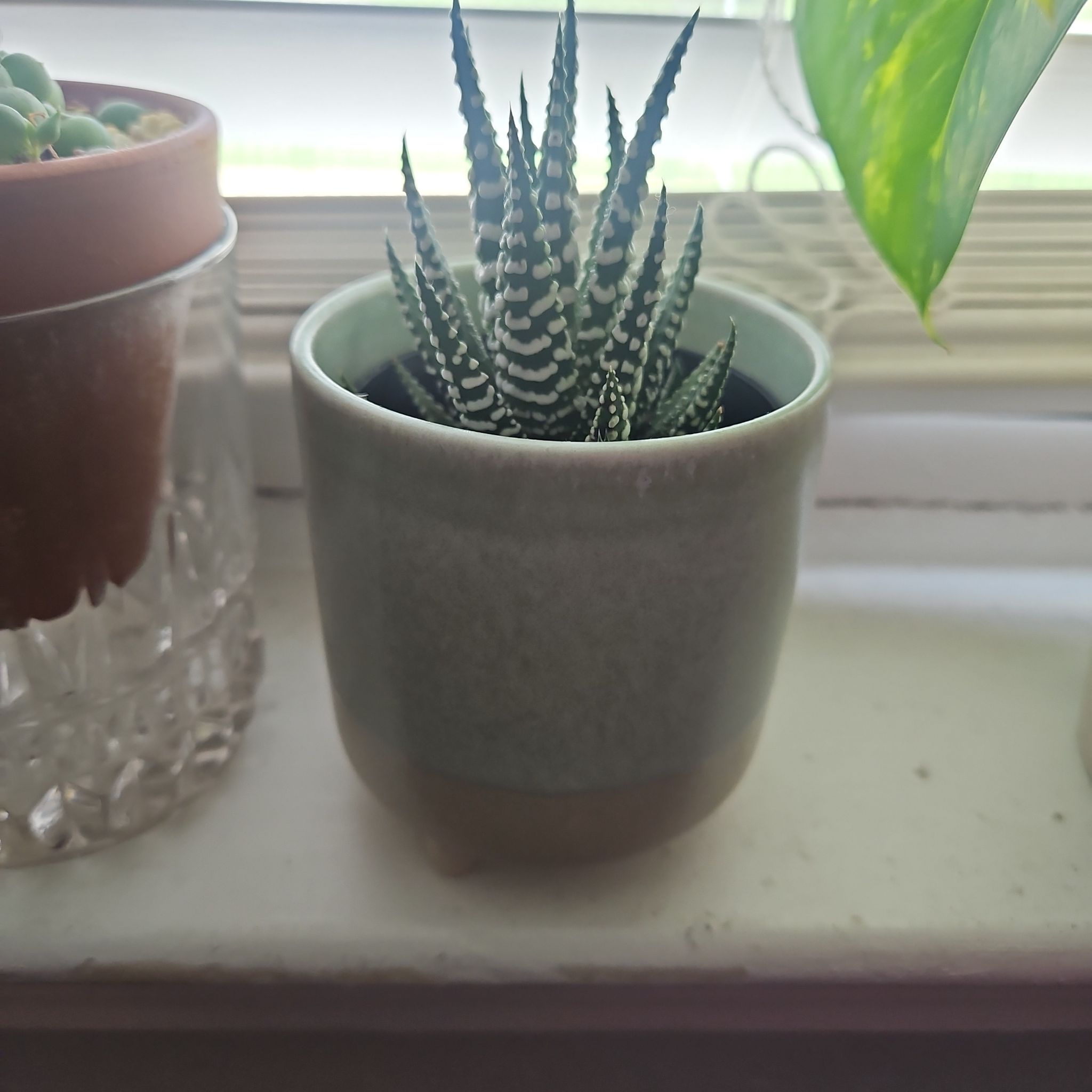 Photo of the plant species Zebra Haworthia by @ProCentro63 named Sigmund on Greg, the plant care app