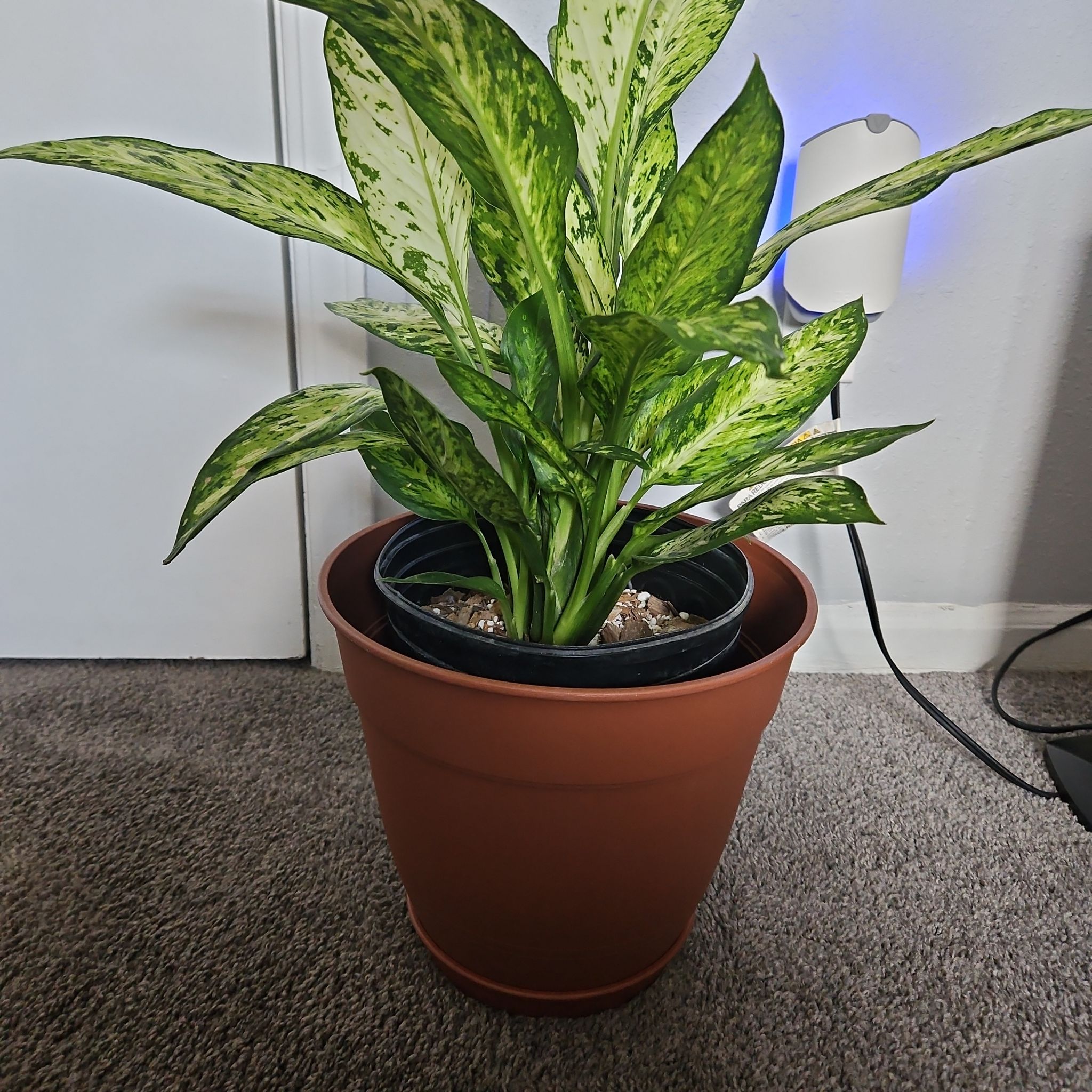 Photo of the plant species Diffenbachia Star Bright by @ProCentro63 named Rihanna on Greg, the plant care app