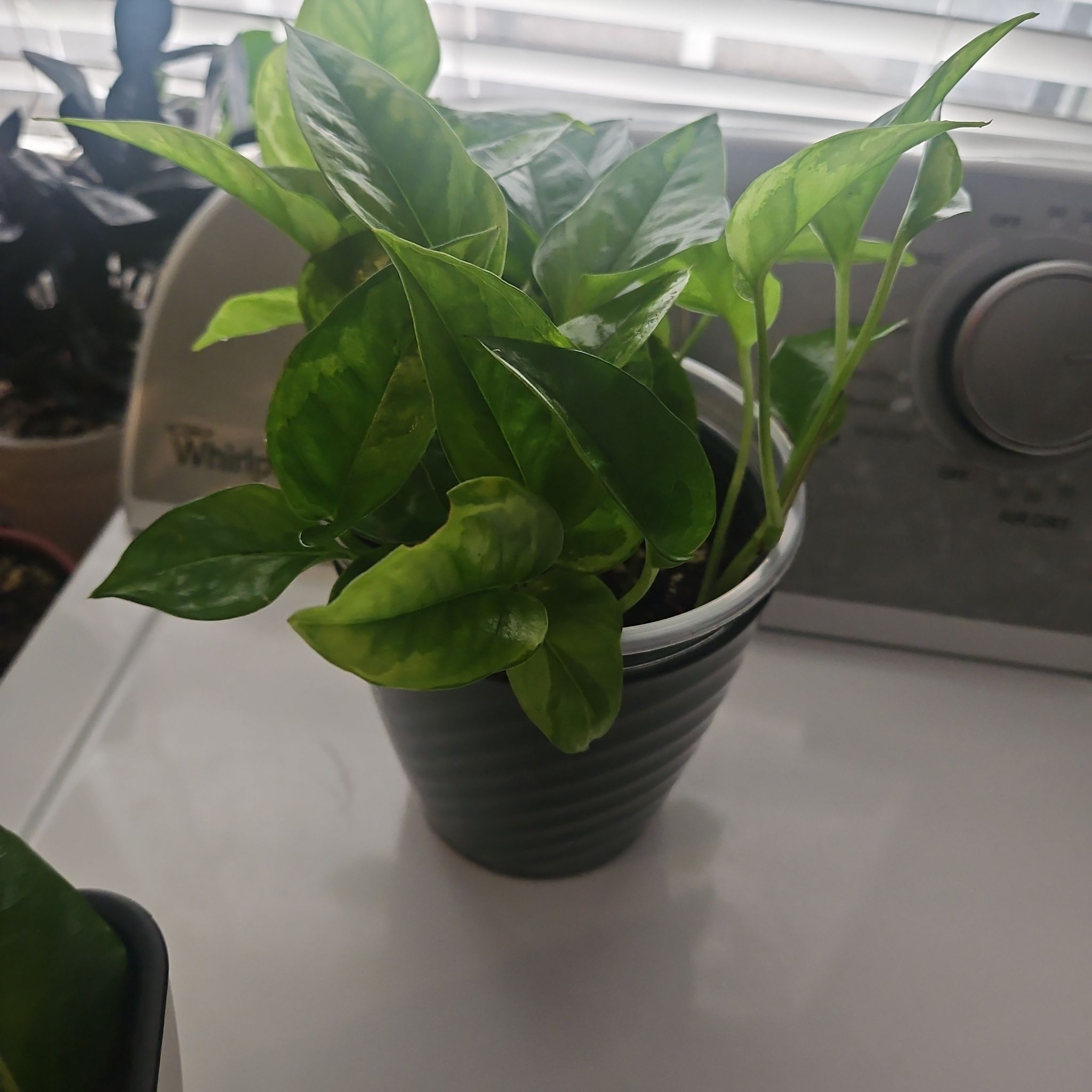 Photo of the plant species Global Green Pothos by @ProCentro63 named Diana on Greg, the plant care app