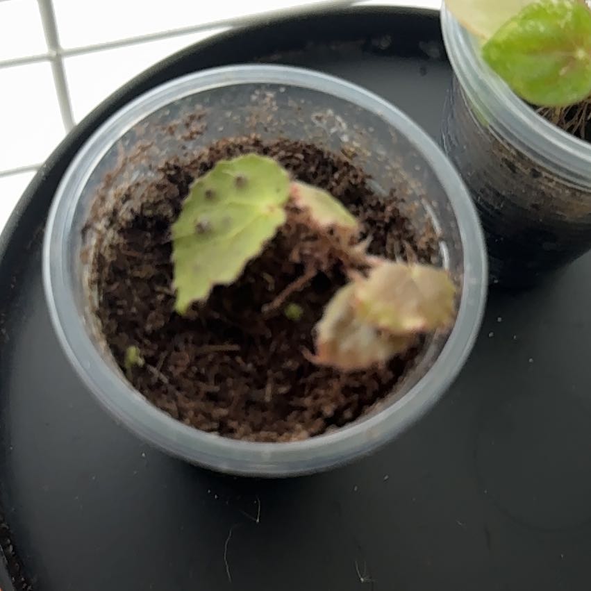 Photo of the plant species Begonia Melanobullata by @SirLychee32 named Madonna on Greg, the plant care app