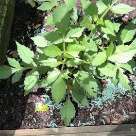 Photo of the plant species Garden Dahlia by @HotCucumber32 named Muhammad Ali on Greg, the plant care app