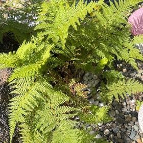 Photo of the plant species Eastern Hayscented Fern by @HotCucumber32 named Osmo on Greg, the plant care app