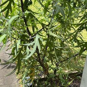 Photo of the plant species Large Kangaroo Apple by @HotCucumber32 named Gates on Greg, the plant care app