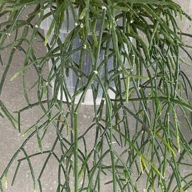 Photo of the plant species Mistletoe Cactus by @LoyalBogmyrtle named Bieber on Greg, the plant care app