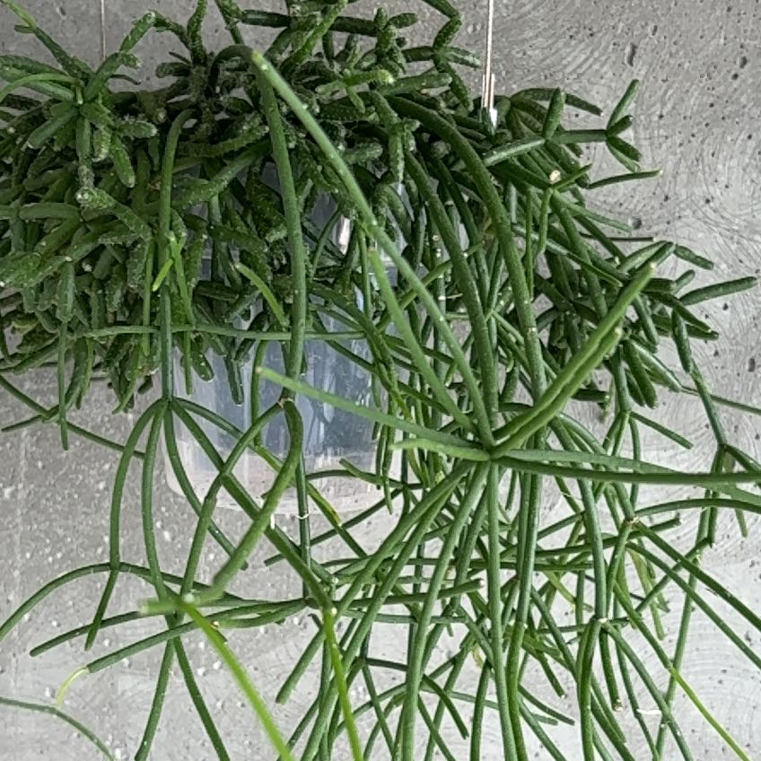 Photo of the plant species Mistletoe Cactus by @LoyalBogmyrtle named Figyonce on Greg, the plant care app