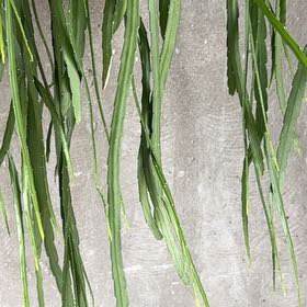 Photo of the plant species Forest Cactus by @LoyalBogmyrtle named Stella on Greg, the plant care app